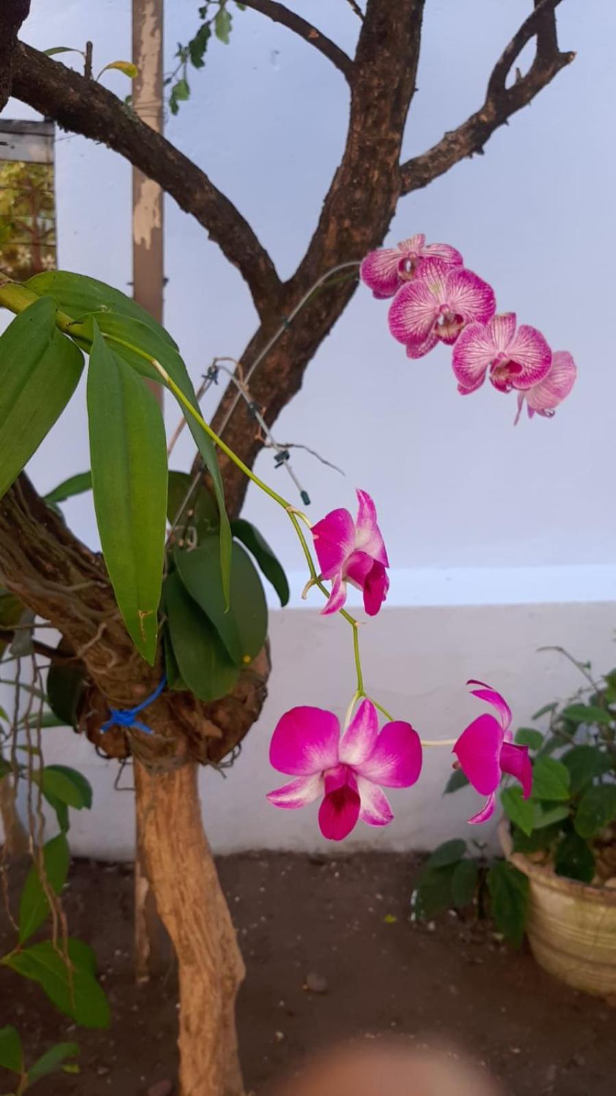 Hostel Salvador Orquideas Экстерьер фото