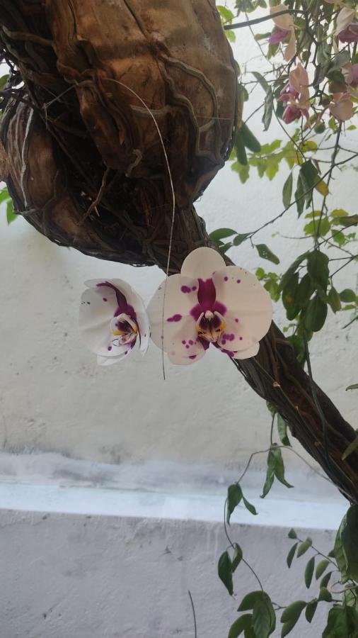 Hostel Salvador Orquideas Экстерьер фото